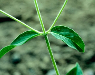 Clustered Mountain-Mint
