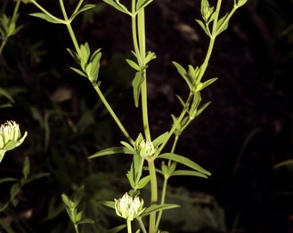 Whorled Mountain-Mint
