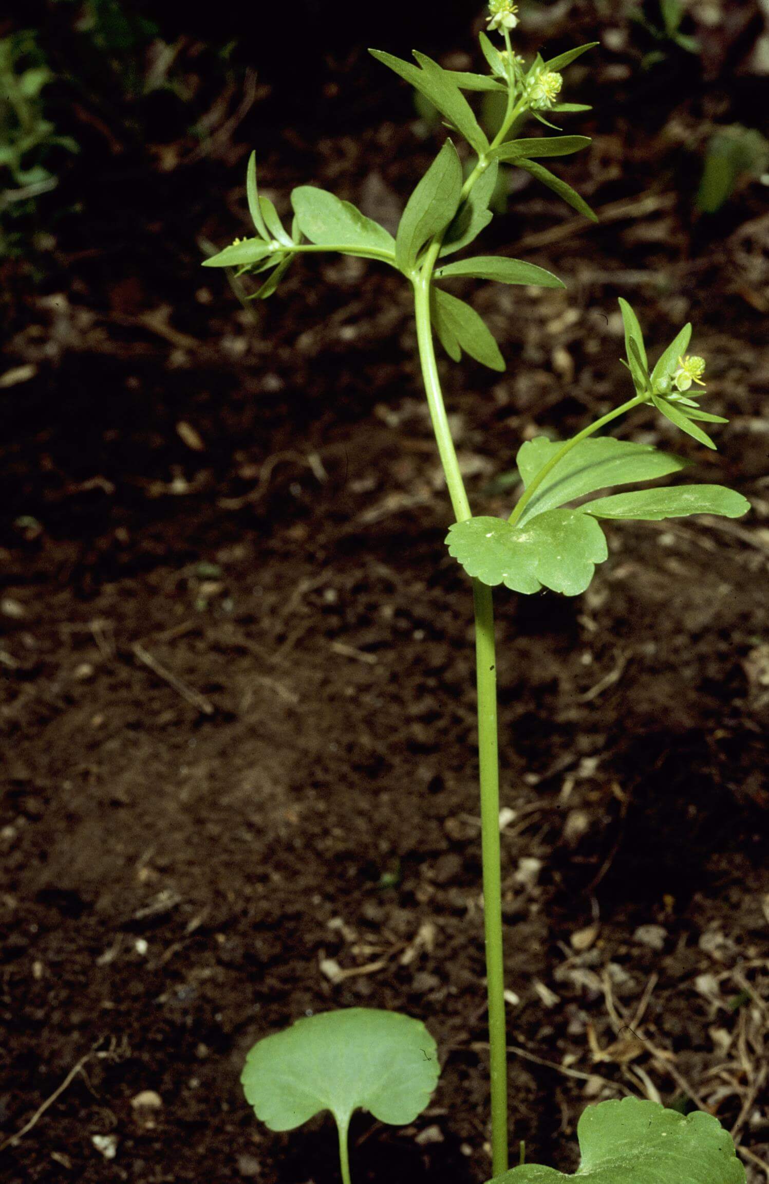 Kidney-Leaf Buttercup