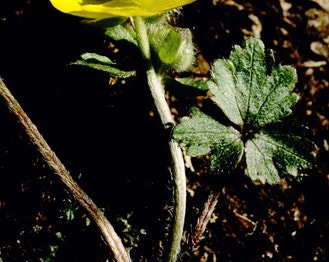 Bristly Buttercup