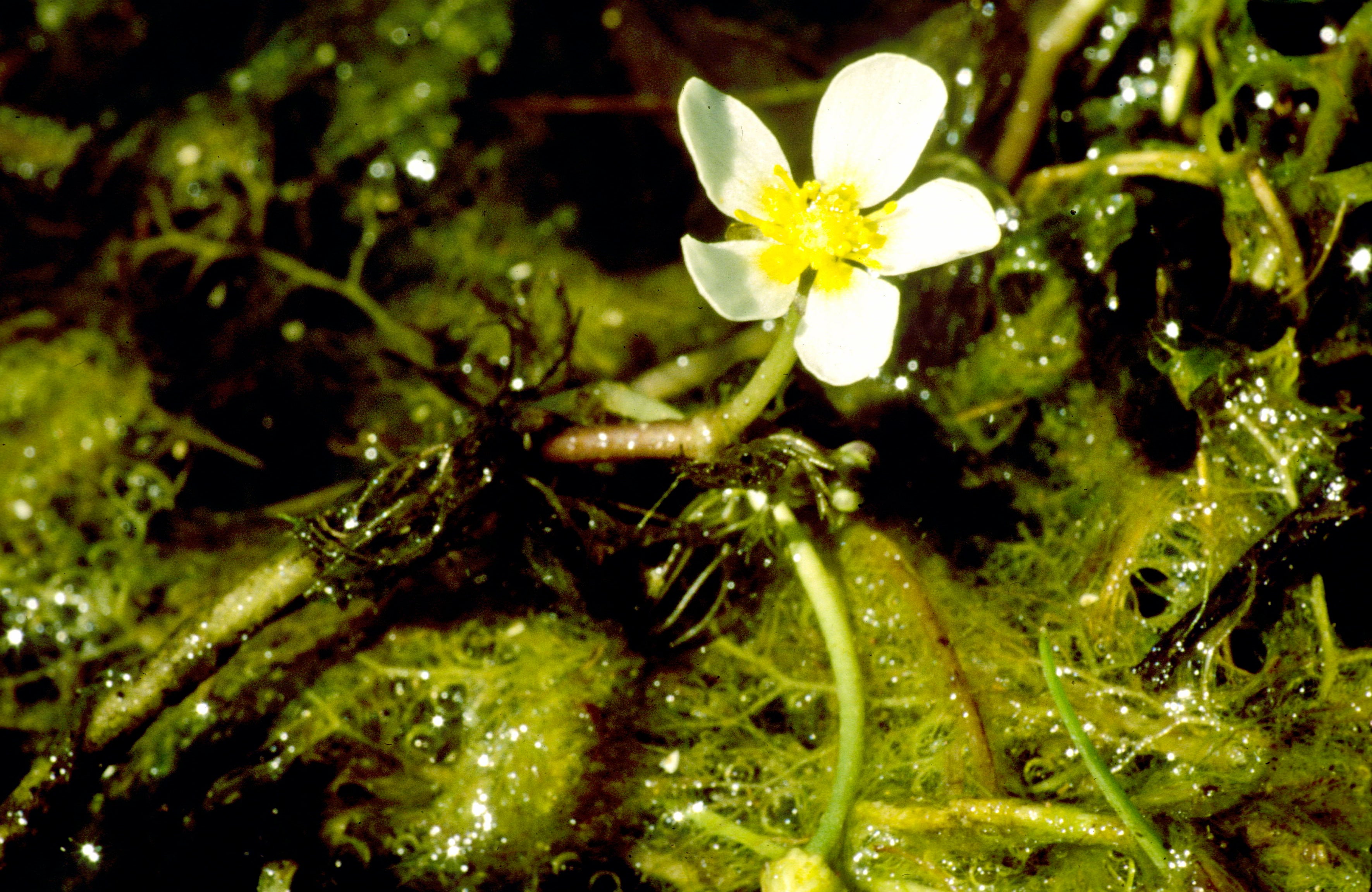 Long-Beak Water-Crowfoot
