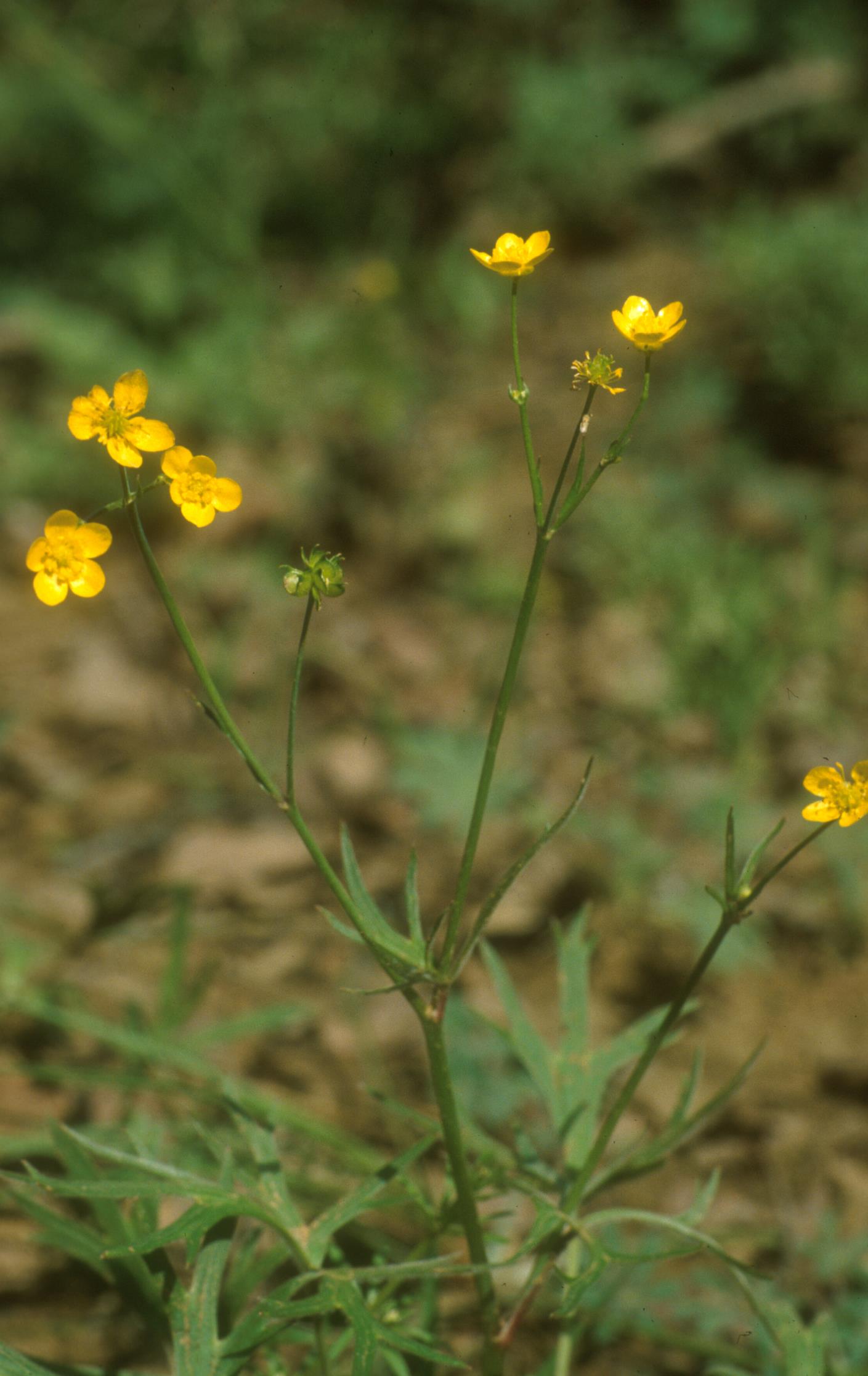 Western Buttercup