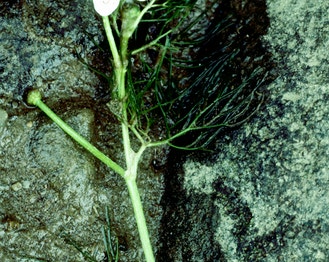 Thread-Leaf Water-Crowfoot