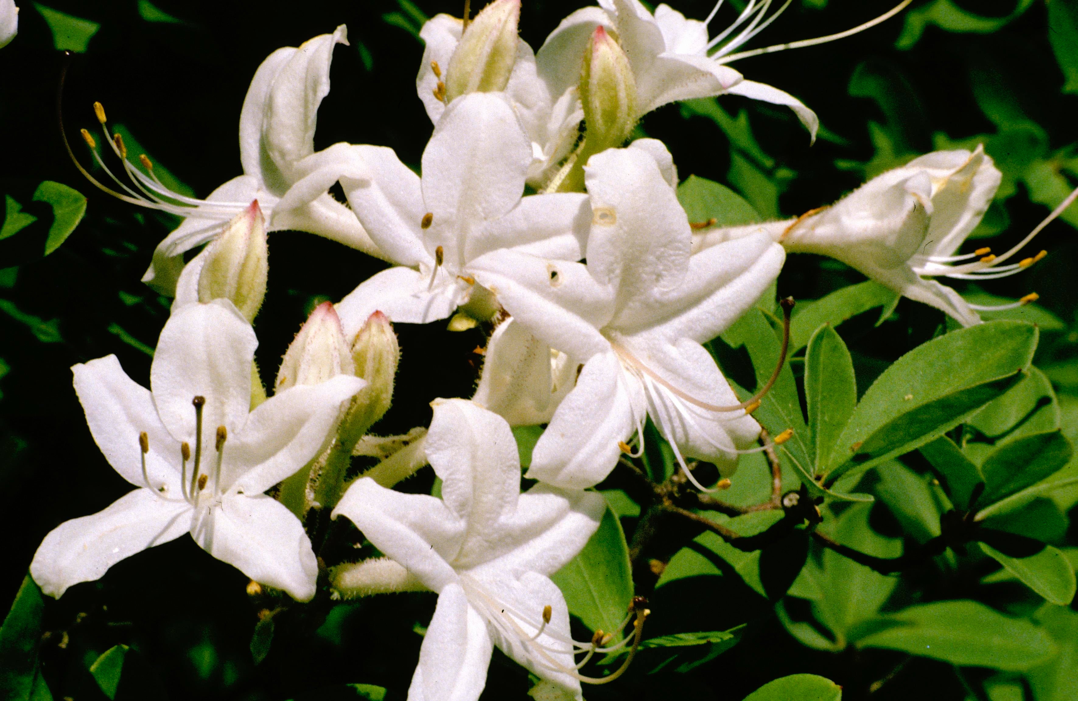 Dwarf Azalea