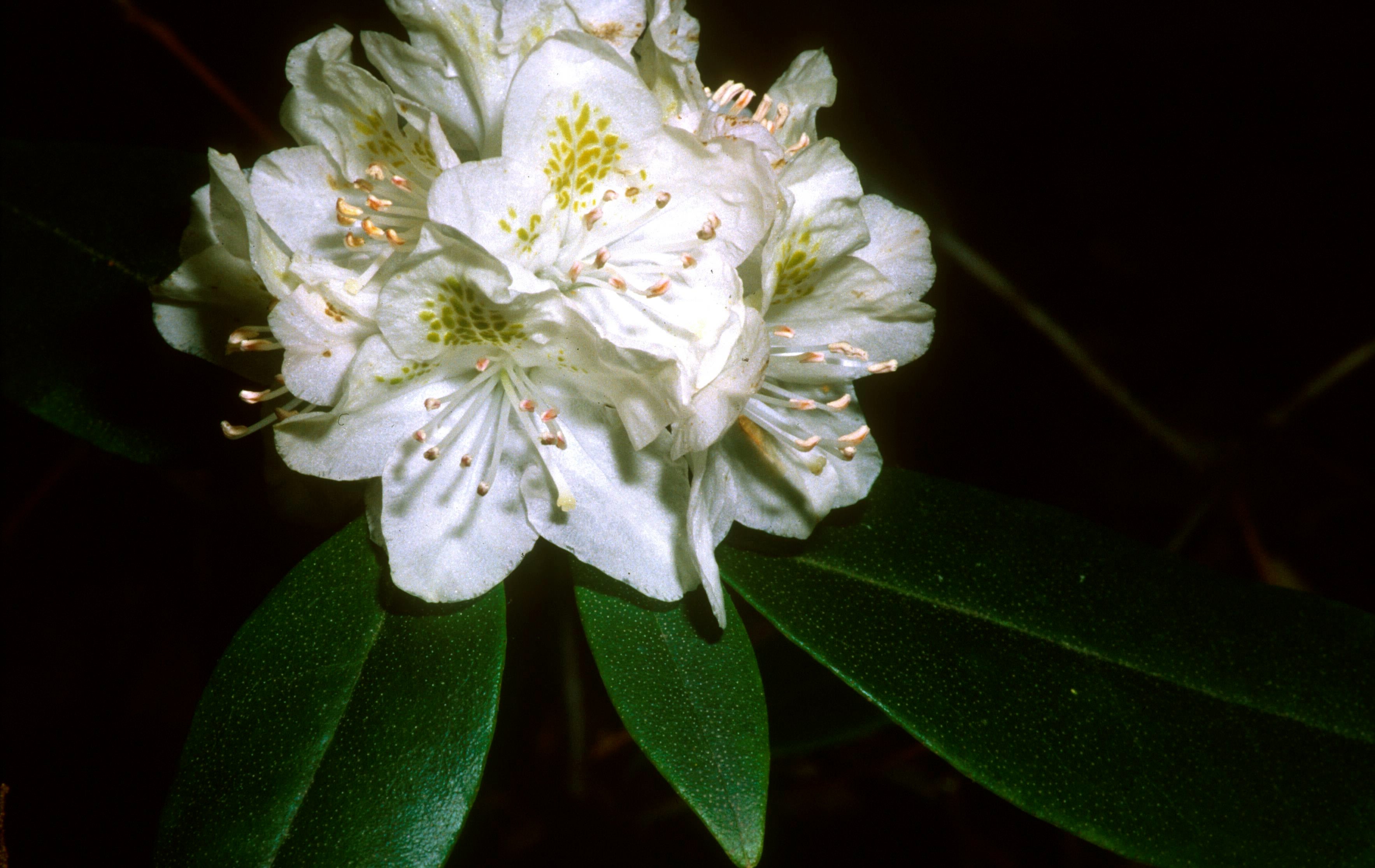 Appalachian Rhododendron