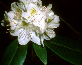 Appalachian Rhododendron