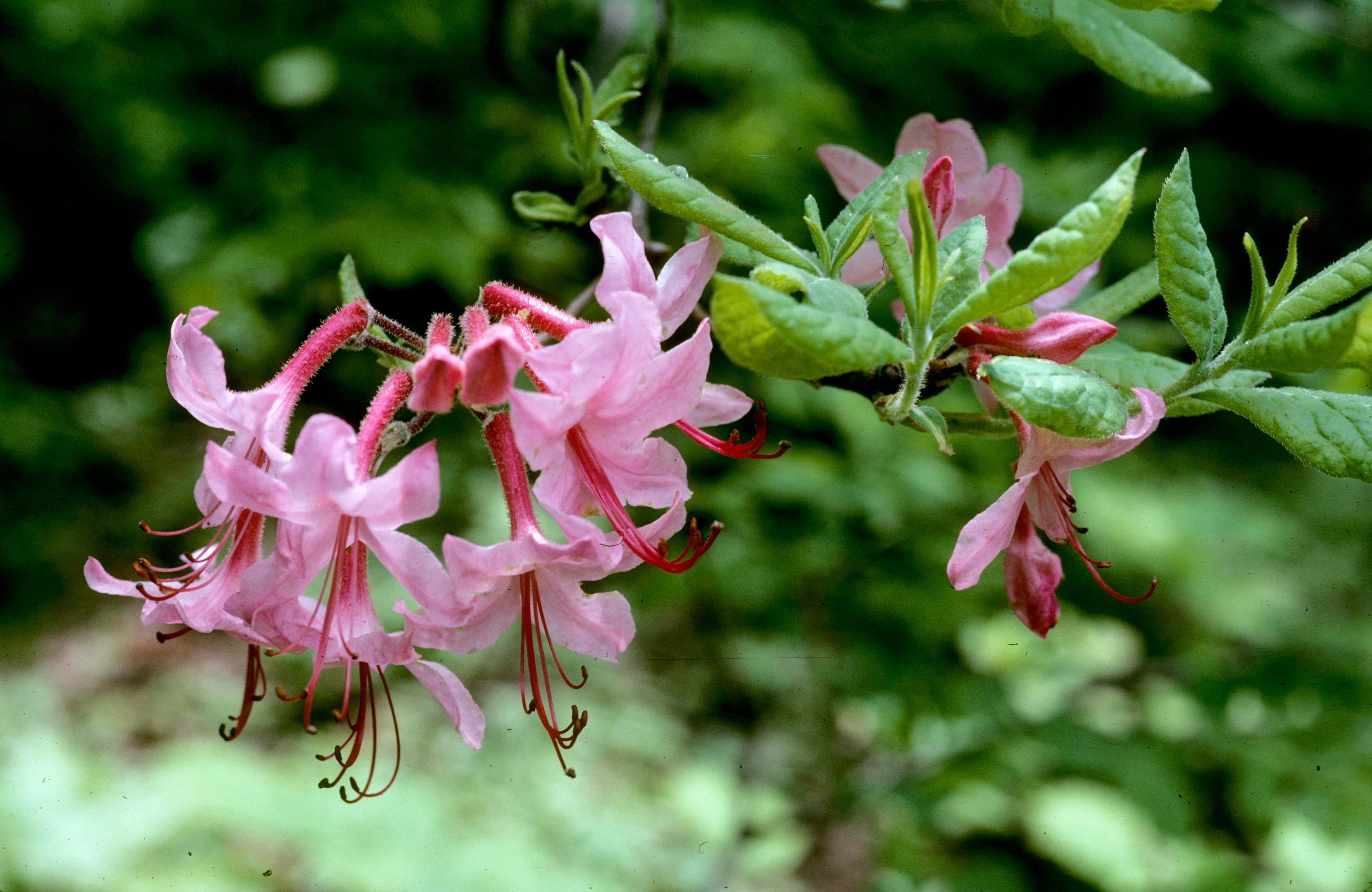 Early Azalea