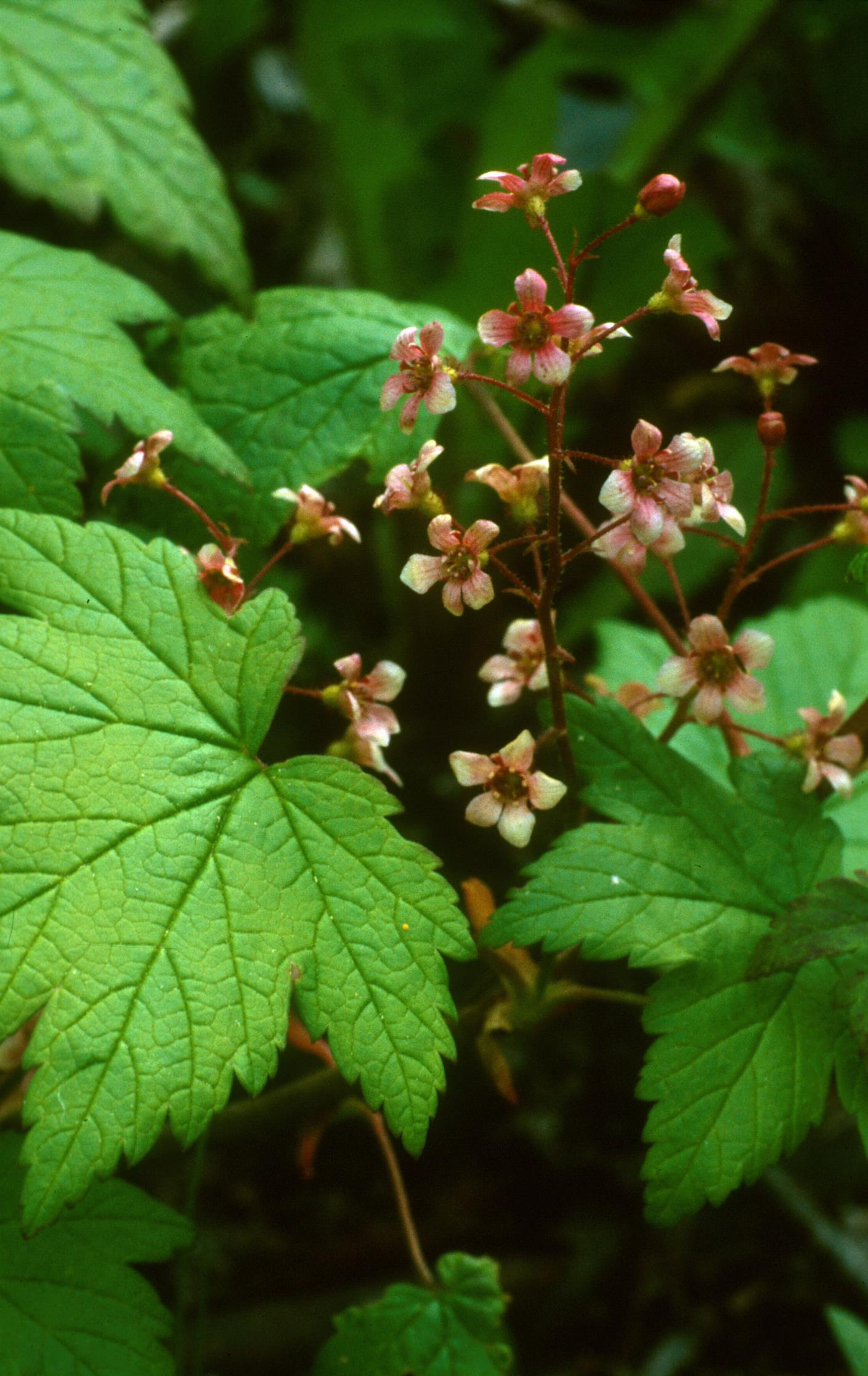 Trailing Black Currant