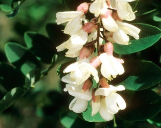 Black Locust