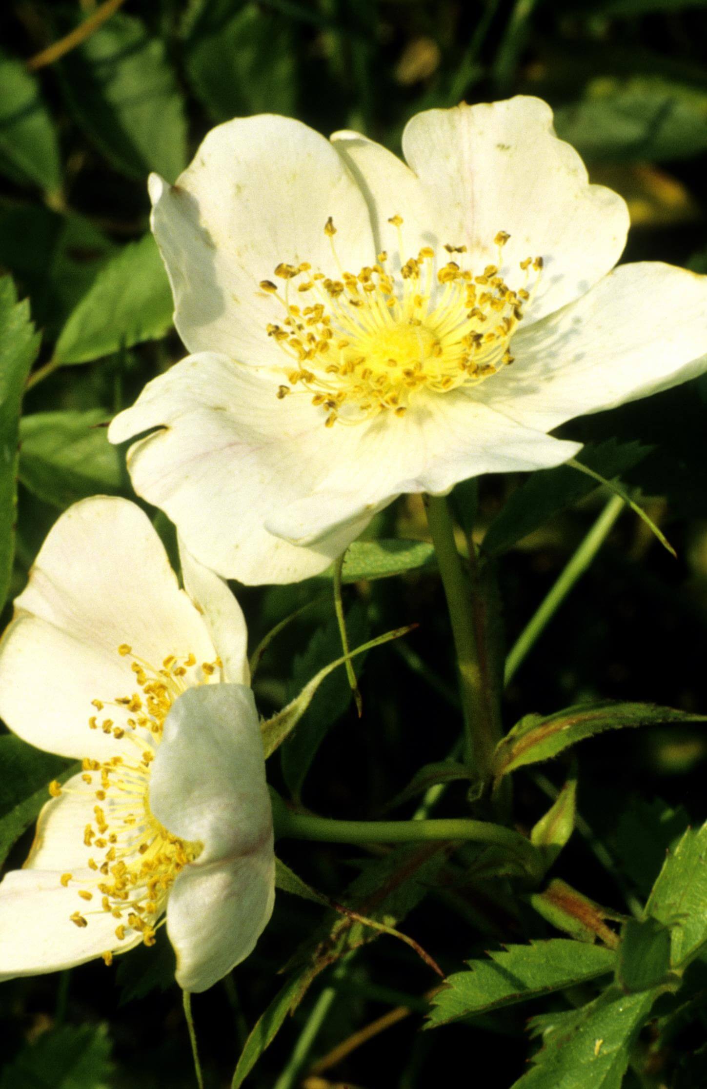 Prairie Rose