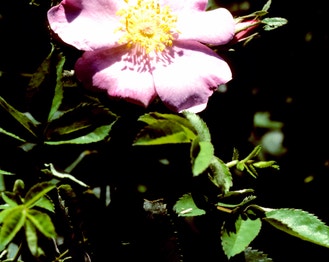 Carolina Rose