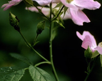 Climbing Rose