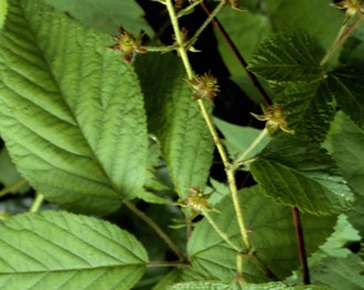 Allegheny Blackberry
