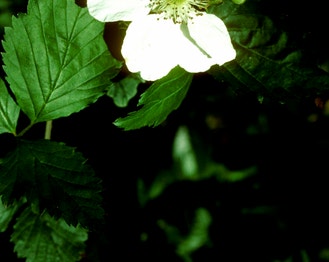 Saw-Tooth Blackberry