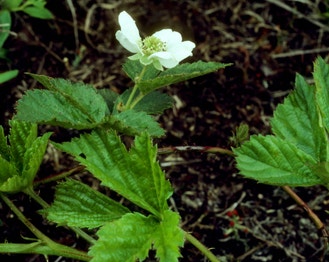 Whiplash Dewberry