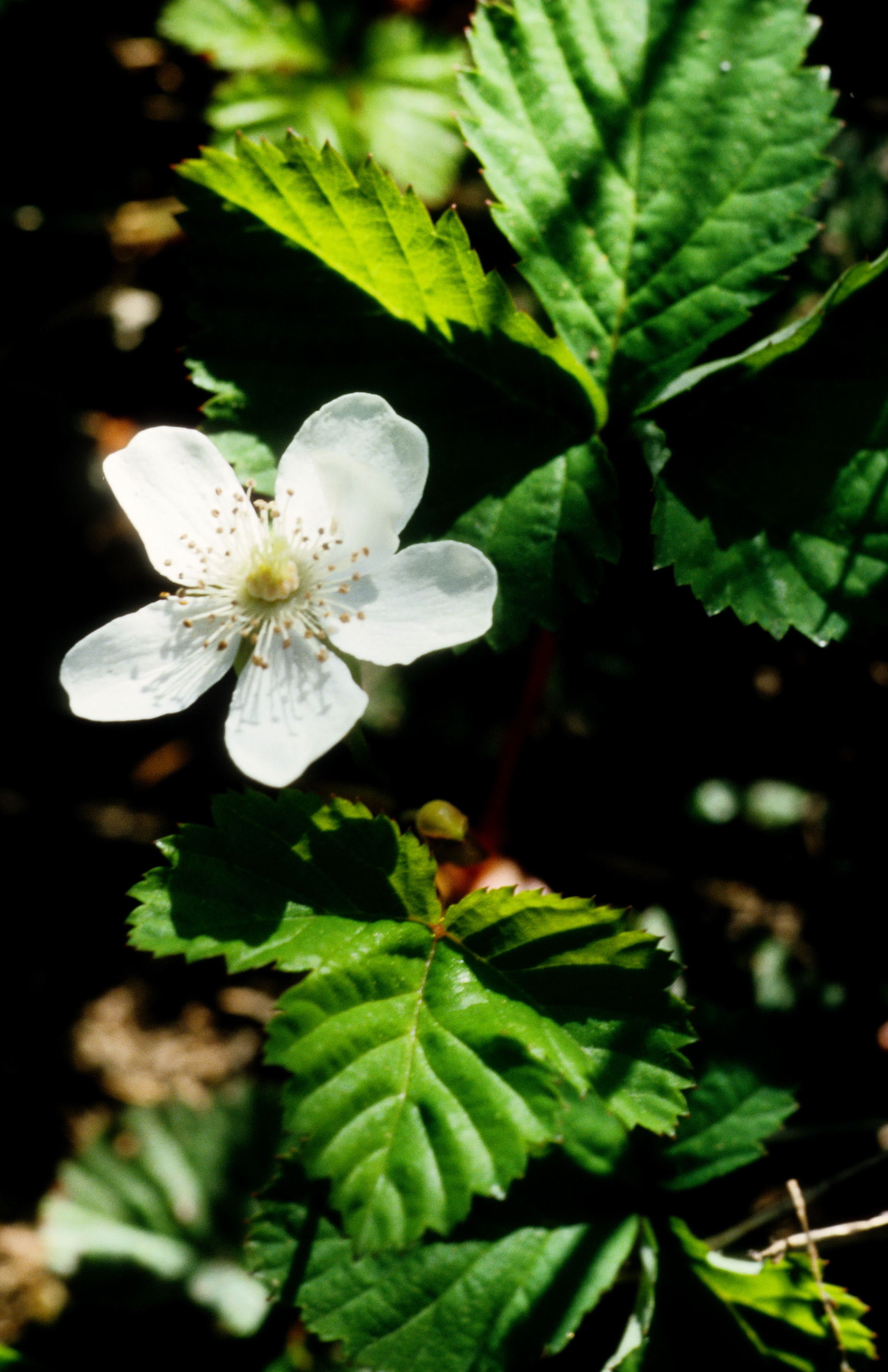 Hairy-Fruit Smooth Dewberry