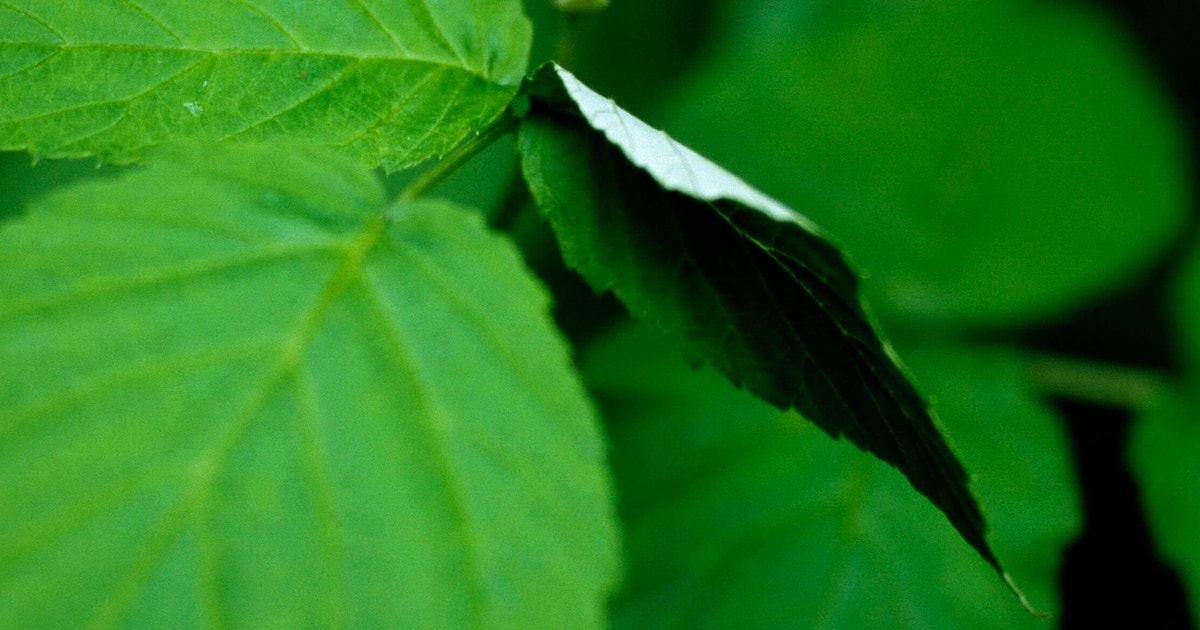 Grey Rasberry Black Raspberry | Audubon