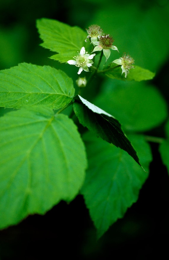 Black Raspberry | Audubon