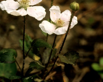 Southern Dewberry