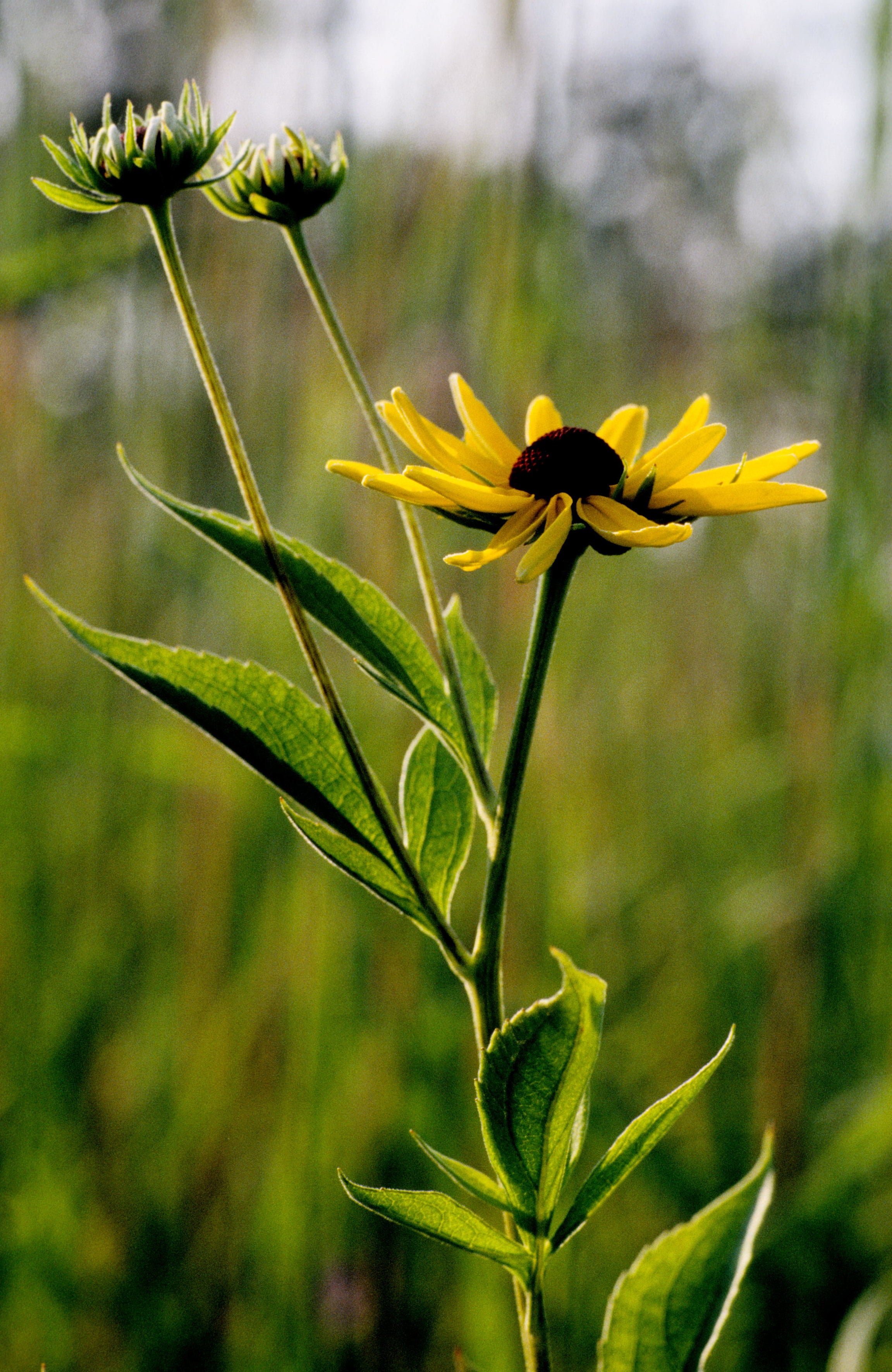 Sweet Coneflower