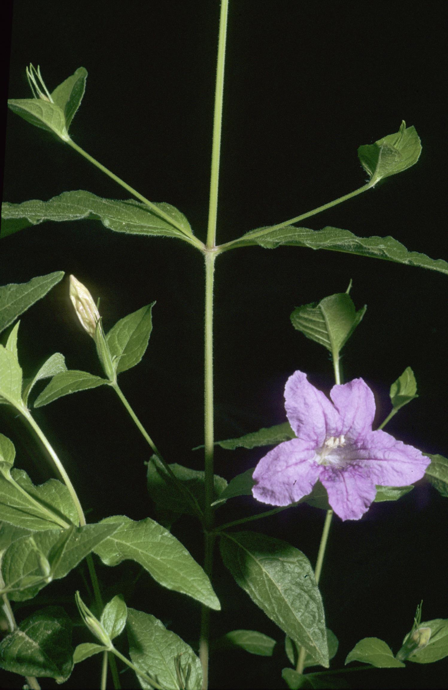 Stalked Wild Petunia