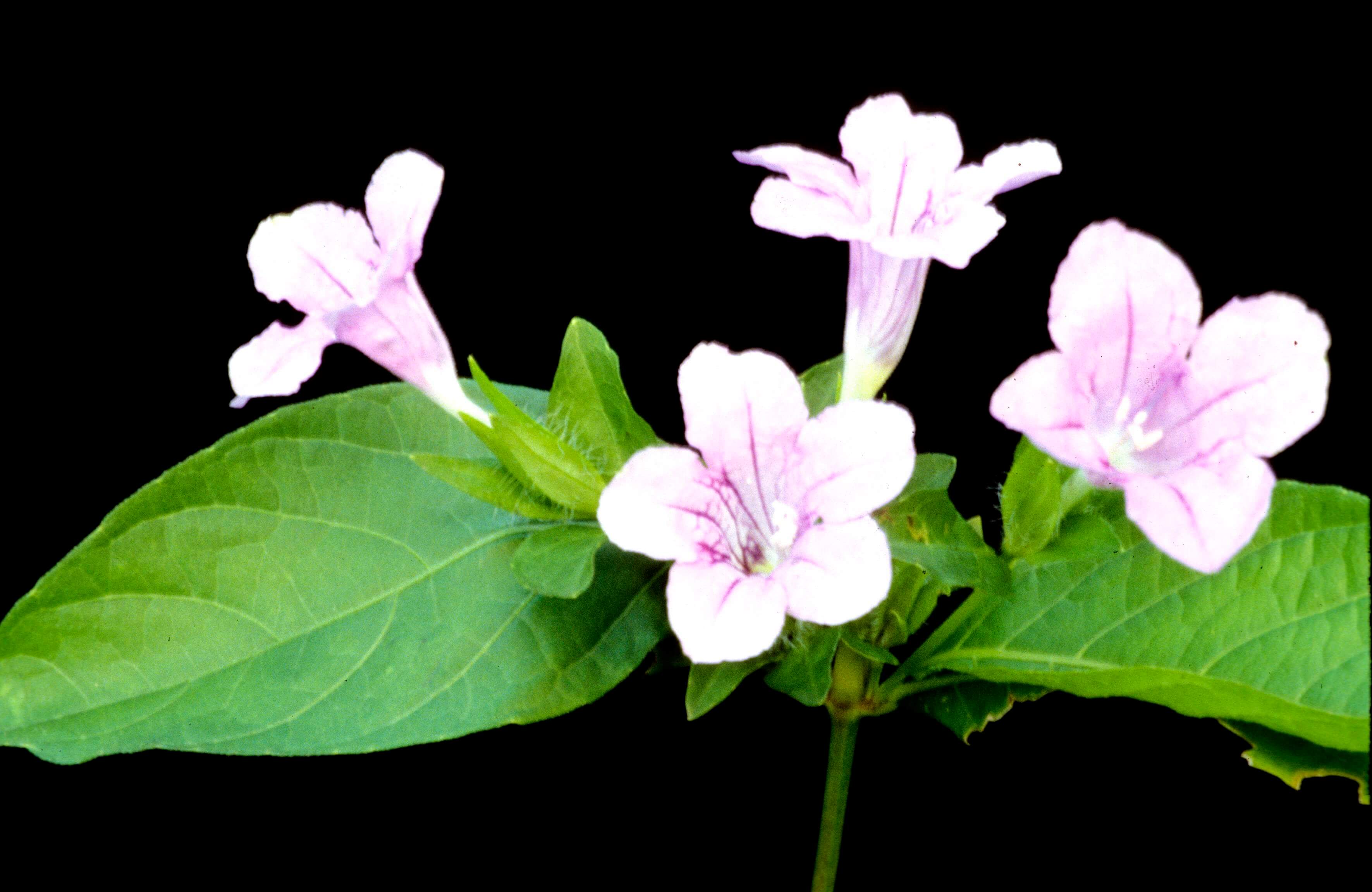 Limestone Wild Petunia