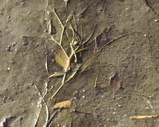 Beaked Ditch-Grass