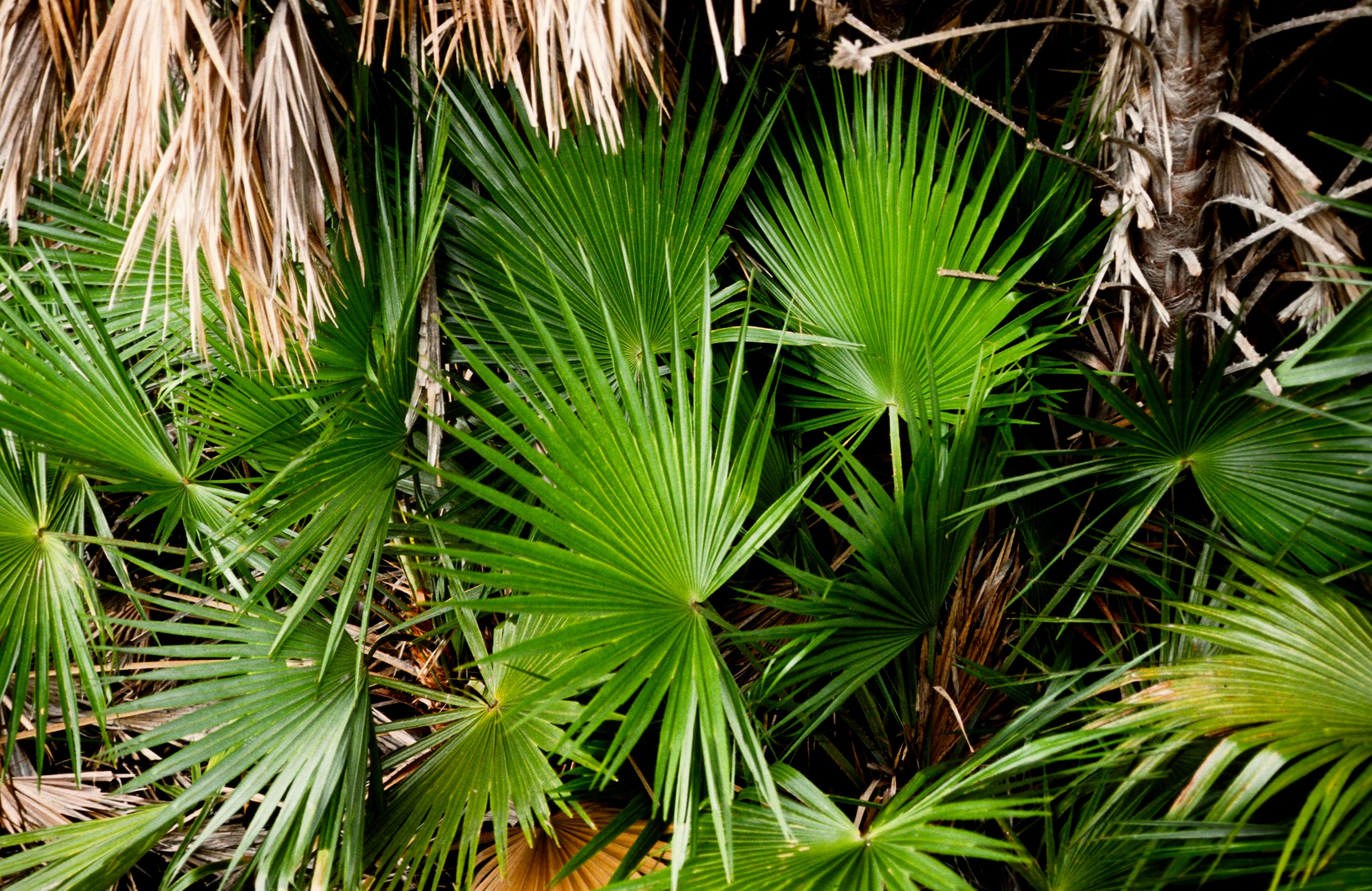 Dwarf Palmetto