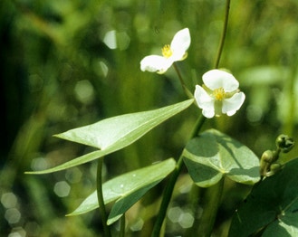 Arum-Leaf Arrowhead
