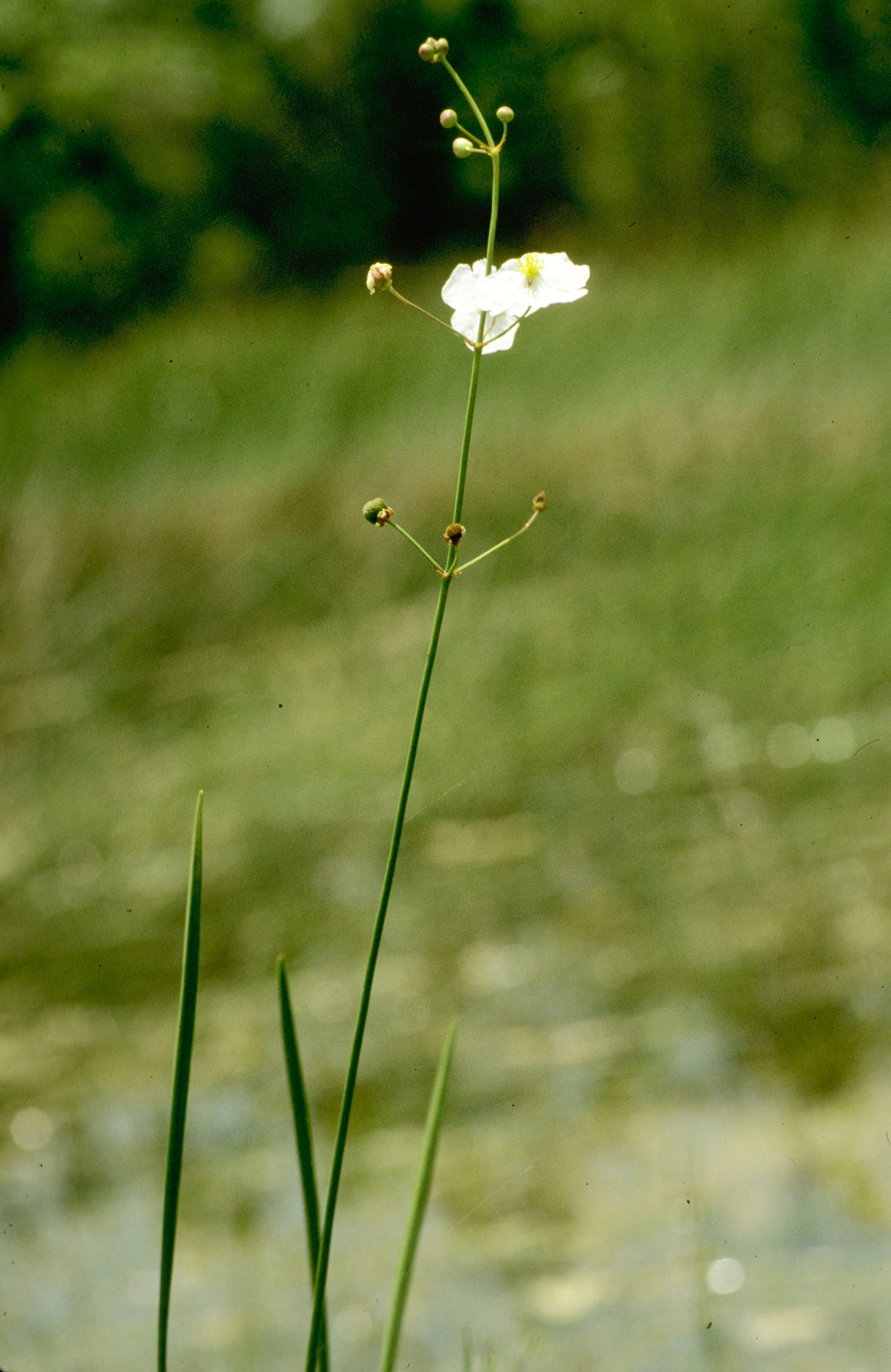 Bull-Tongue Arrowhead