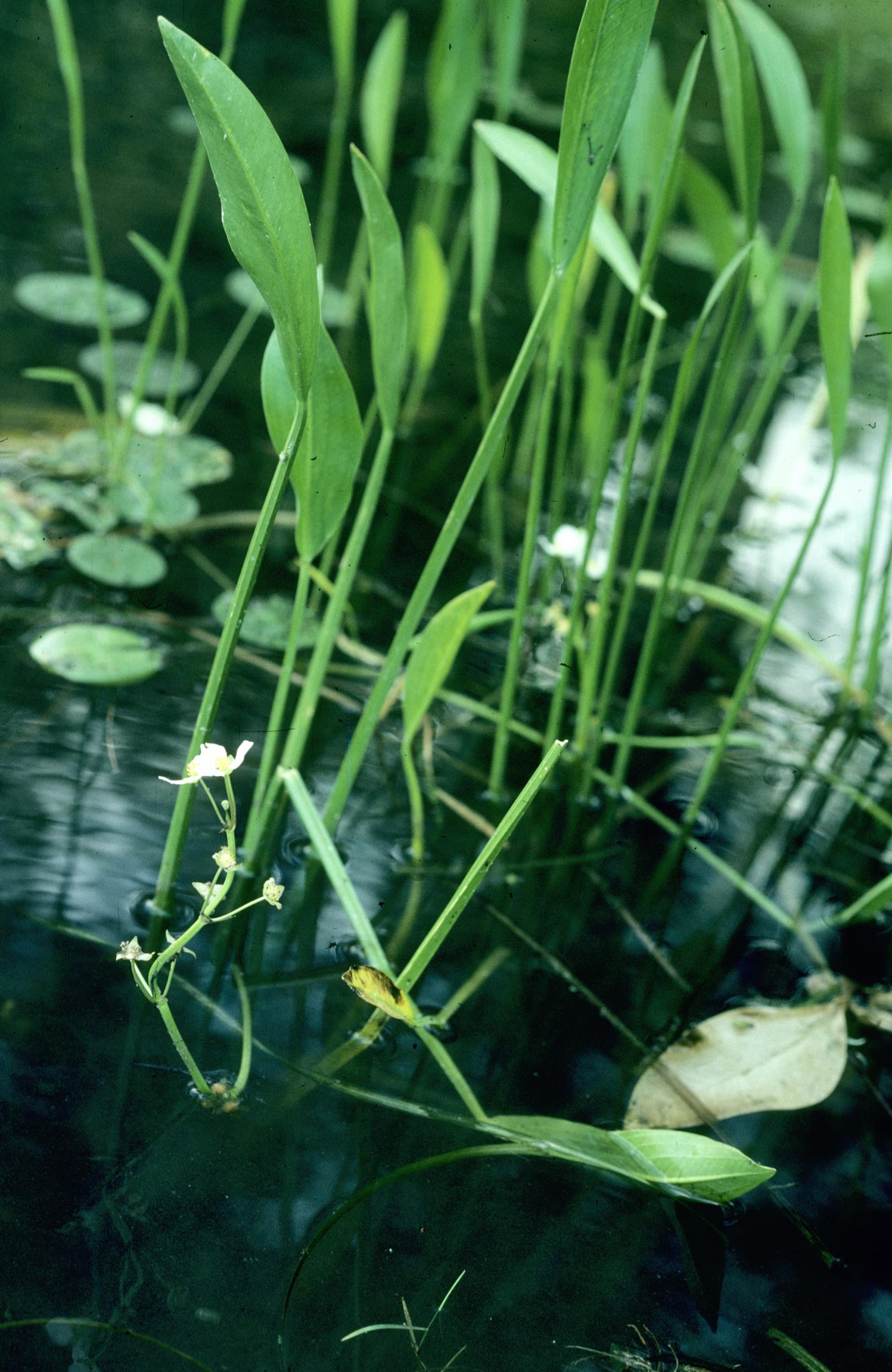 Sessile-Fruit Arrowhead