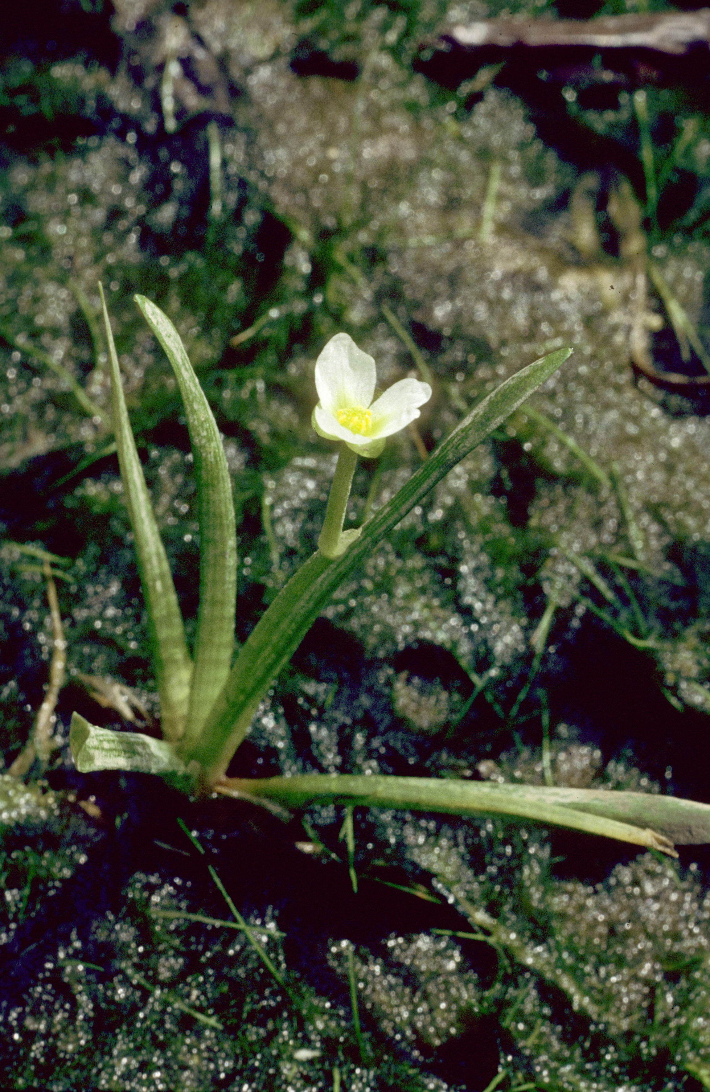 Spoon-Shape Arrowhead