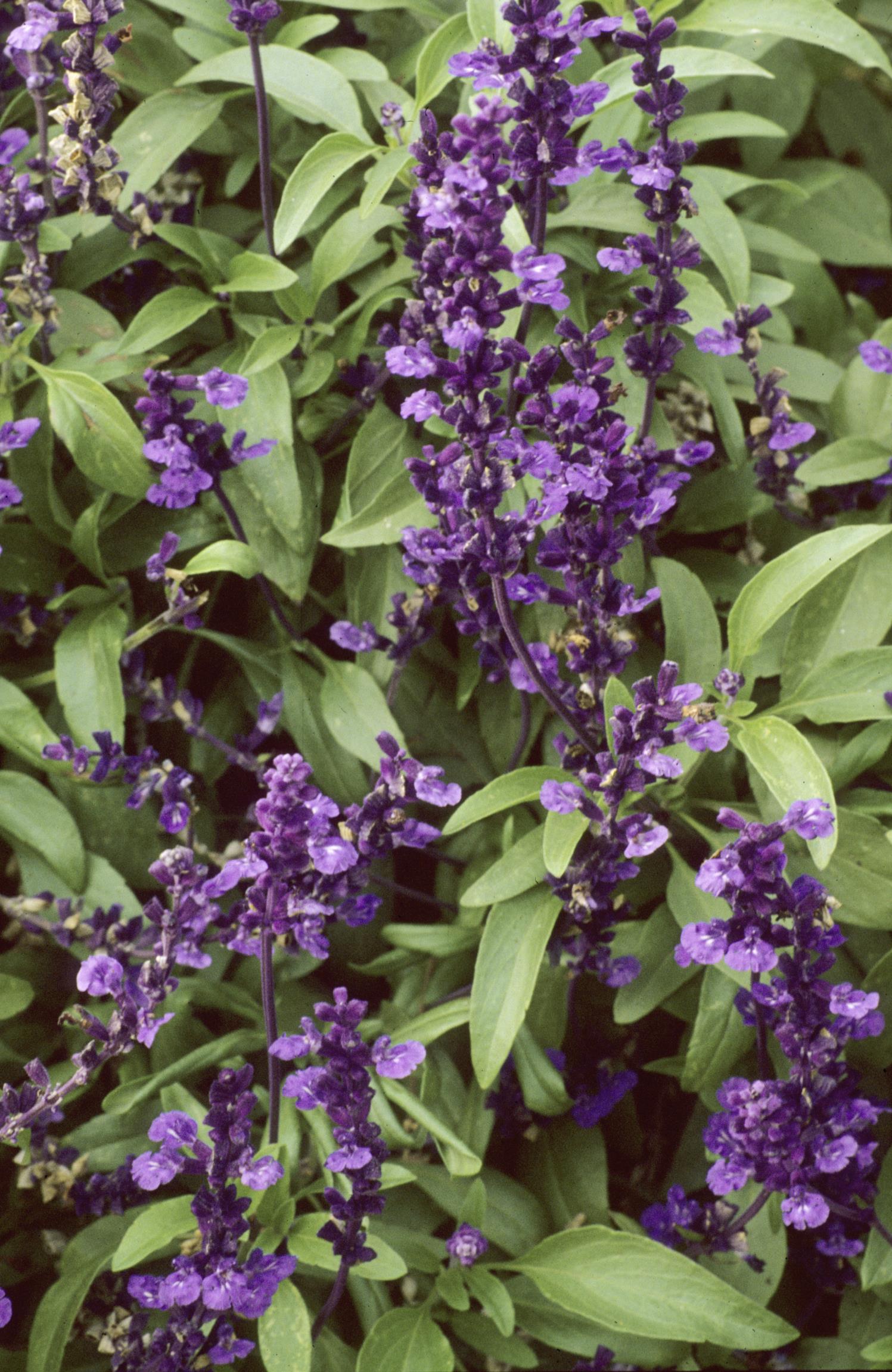 Mealy-Cup Sage