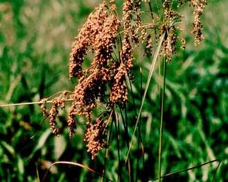 Cottongrass Bulrush