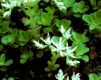 Woodland Stonecrop