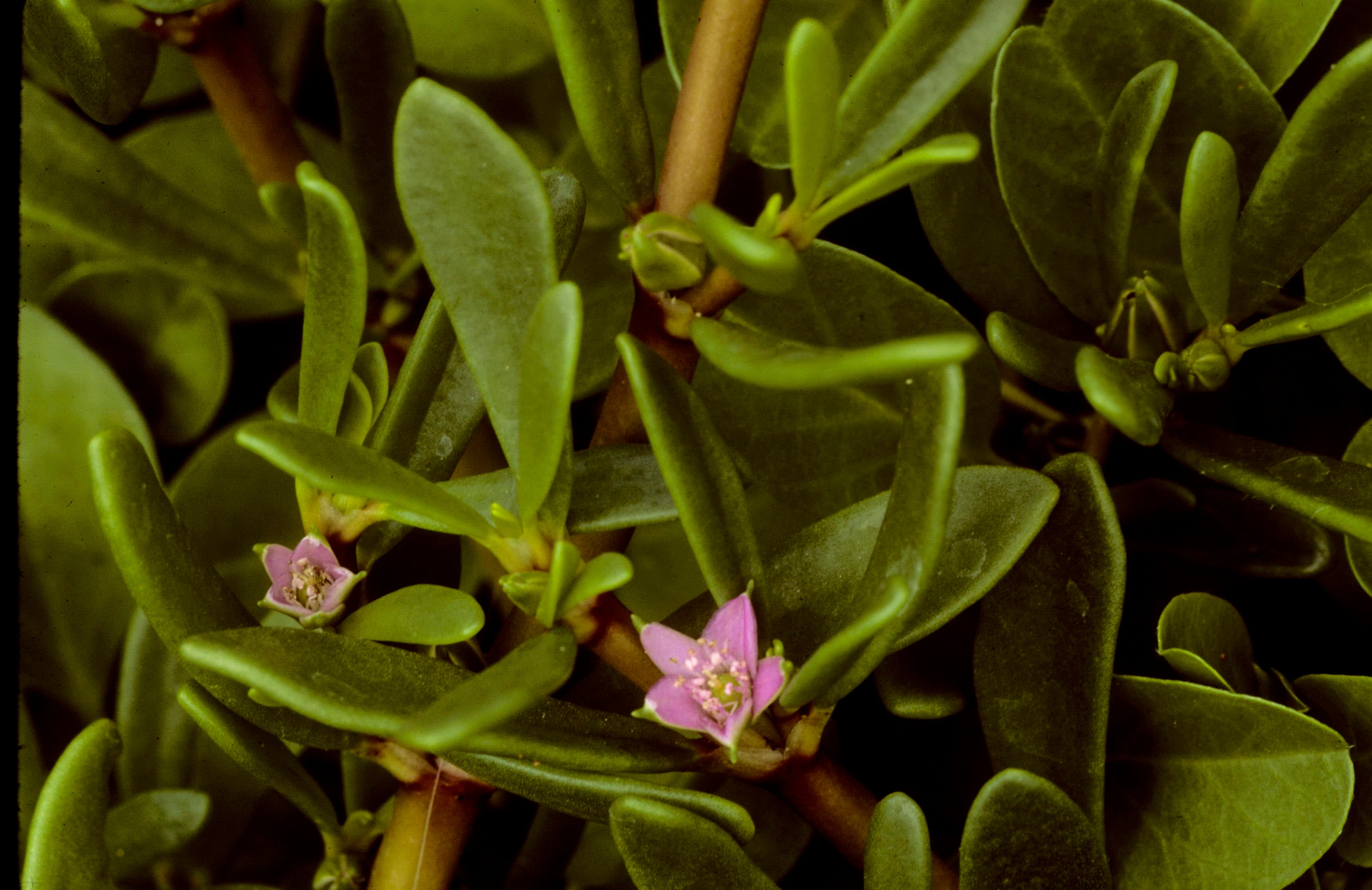 Shoreline Sea-Purslane