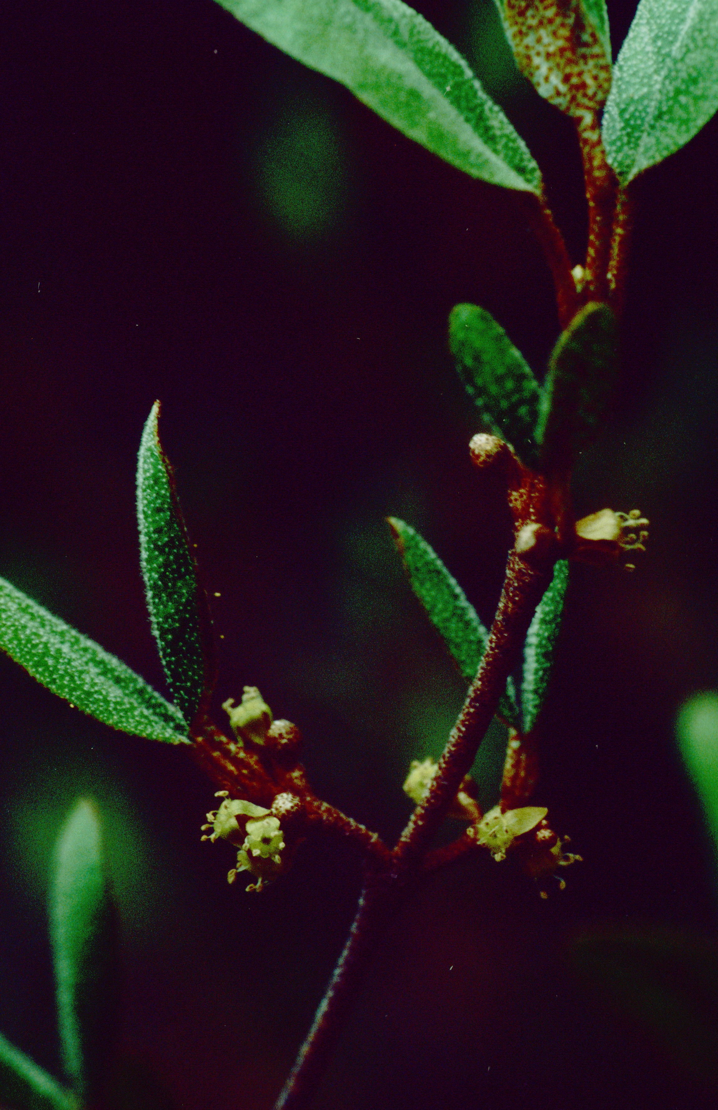 Russet Buffalo-Berry