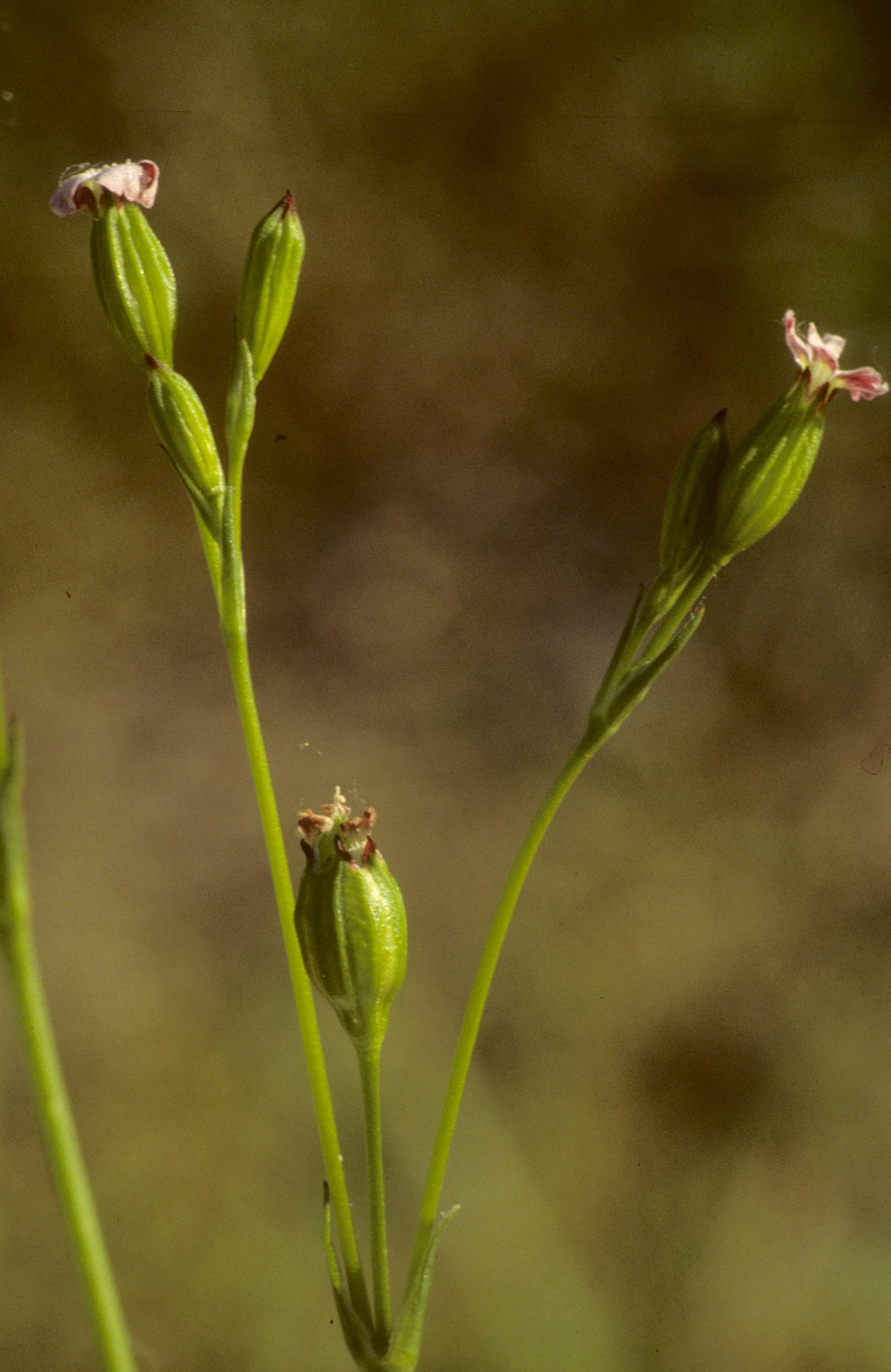 Sleepy Catchfly