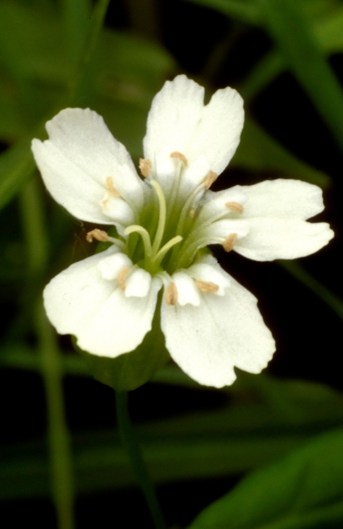 Roundleaf Catchfly Snowy Catchfly | Audubon