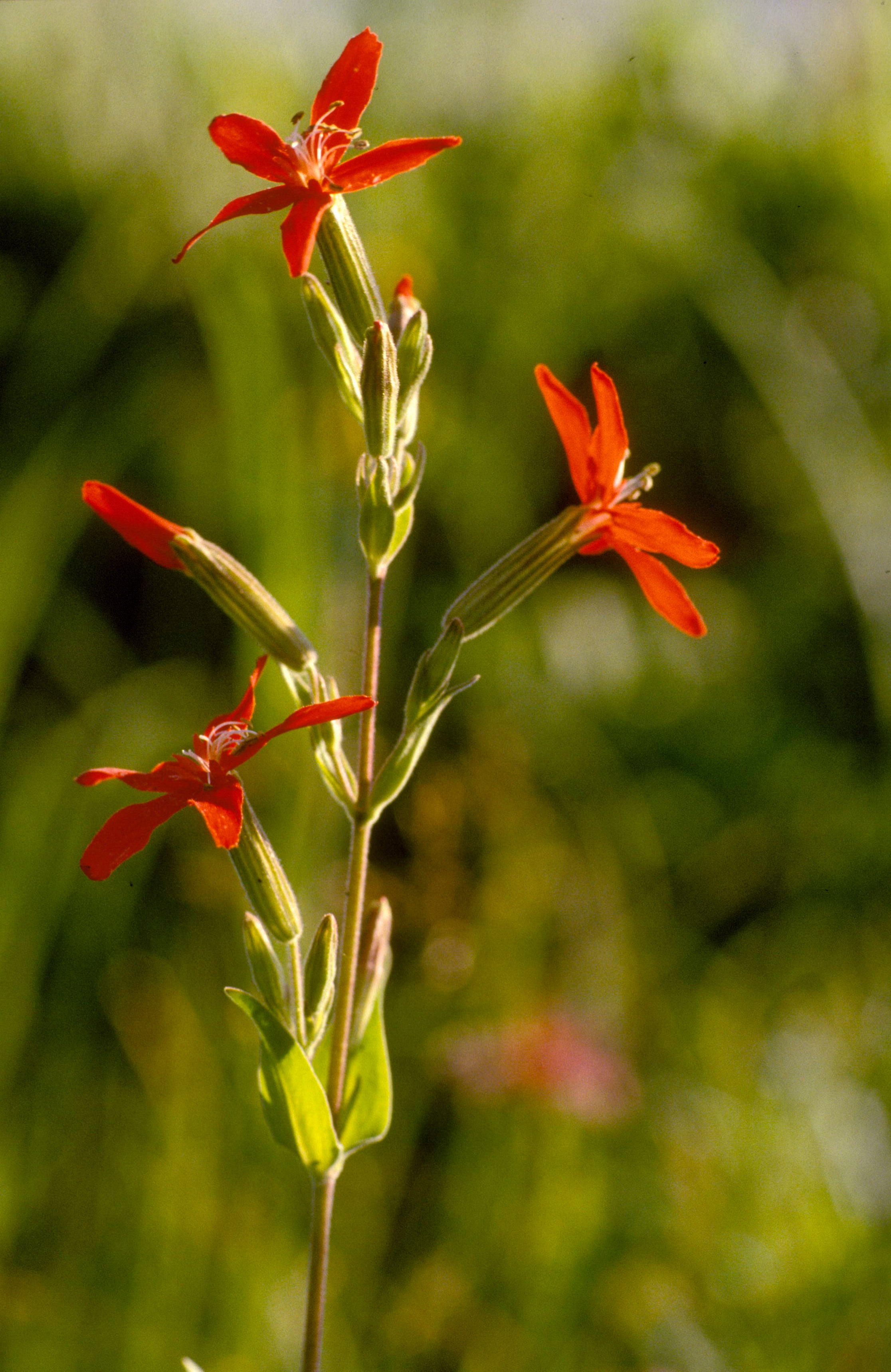 Royal Catchfly