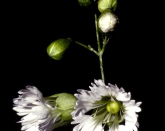 Widow's-Frill