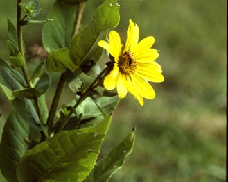 Entire-Leaf Rosinweed