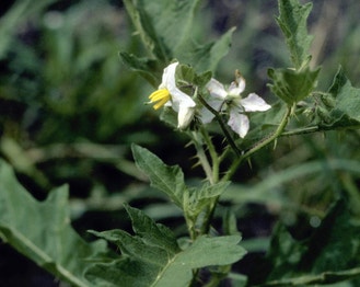 Carolina Horse-Nettle