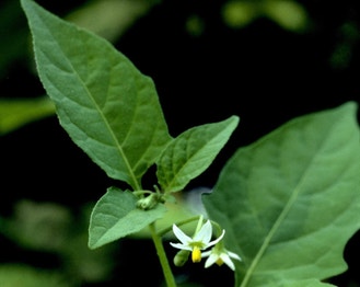 Eastern Black Nightshade