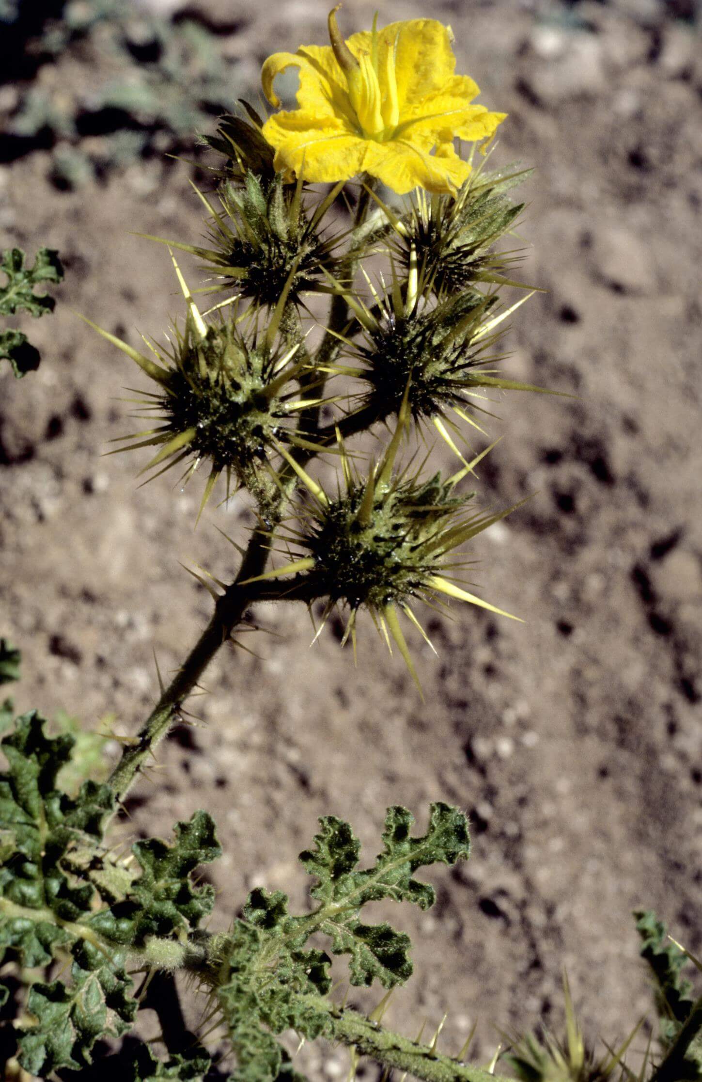 Horned Nightshade