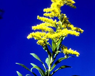 Tall Goldenrod