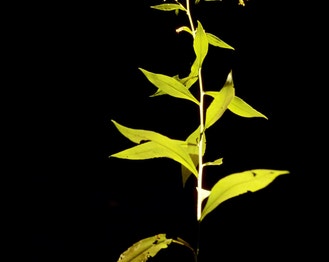 Atlantic Goldenrod