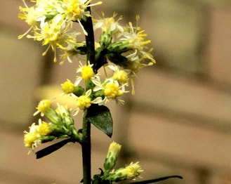 White Goldenrod