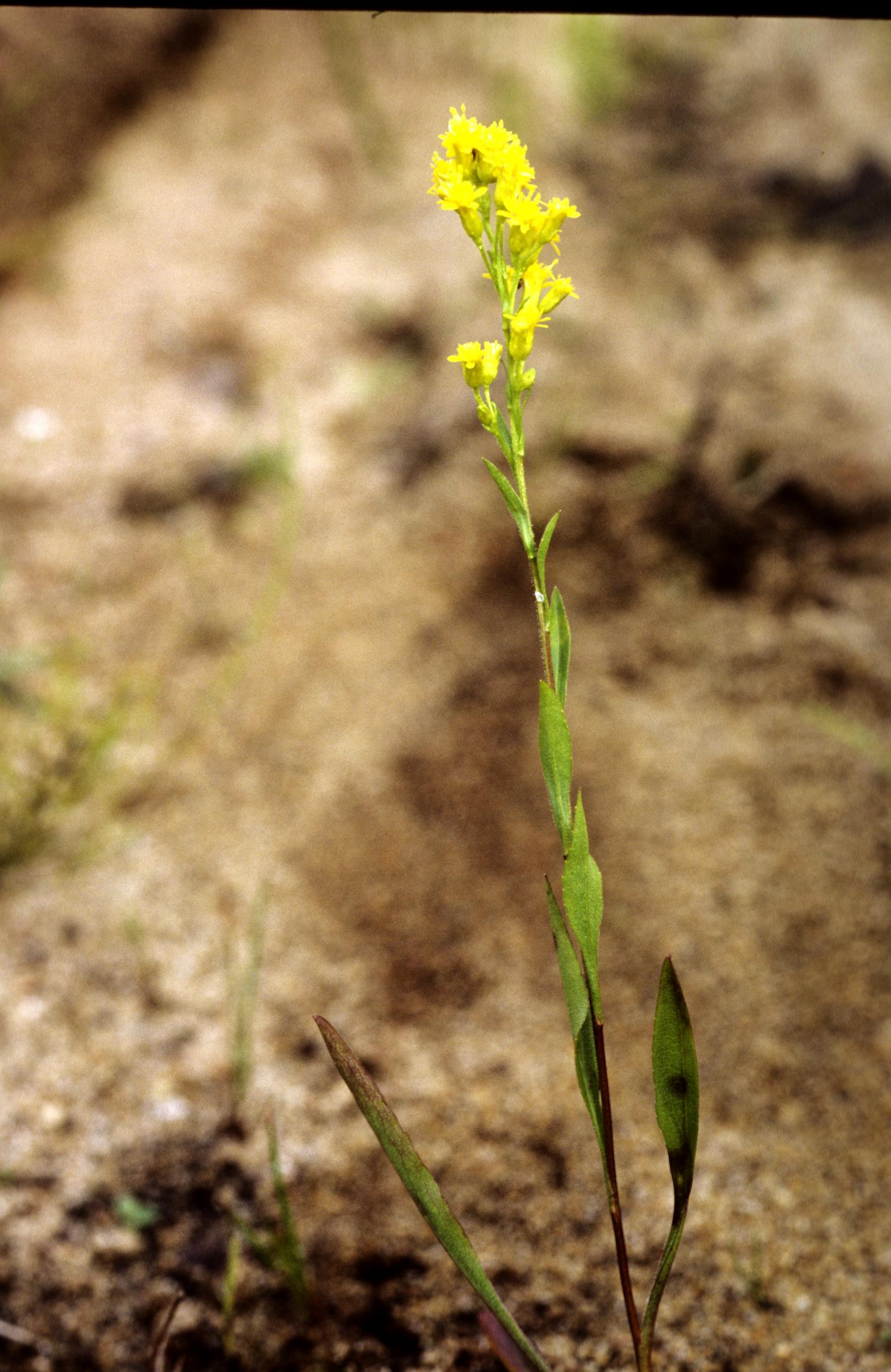 Hairy Goldenrod