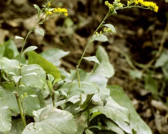 Round-Leaf Goldenrod